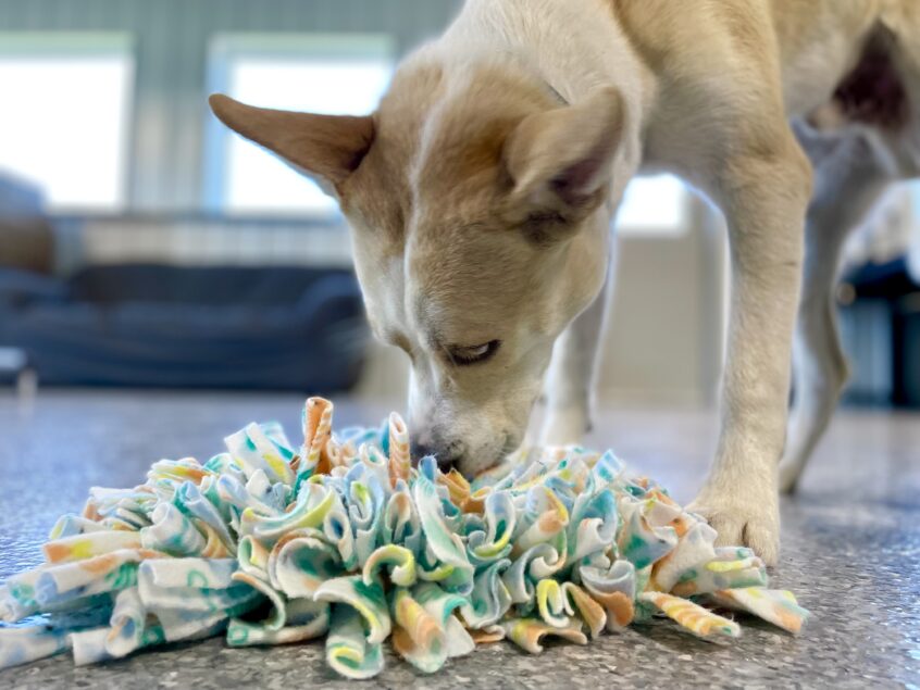 Mental Stimulation and Enrichment Ideas for your Dog