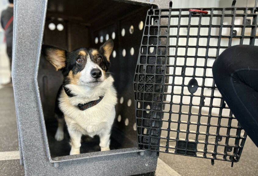 What Should I Put in My Dog's Crate? - Puppy In Training